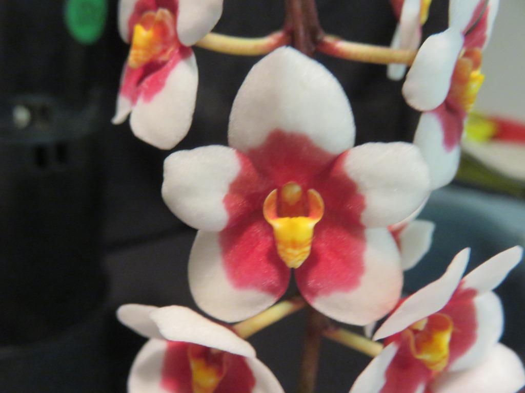 Sarcochilus Erin - AM/AOC