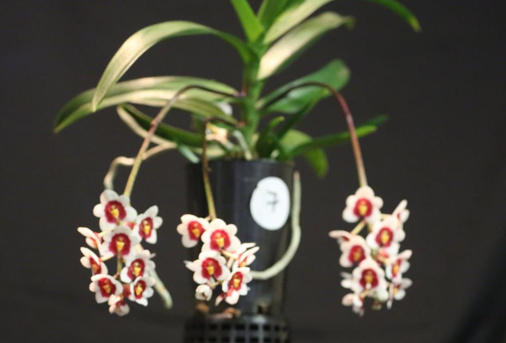 Sarcochilus Erin - photo 2