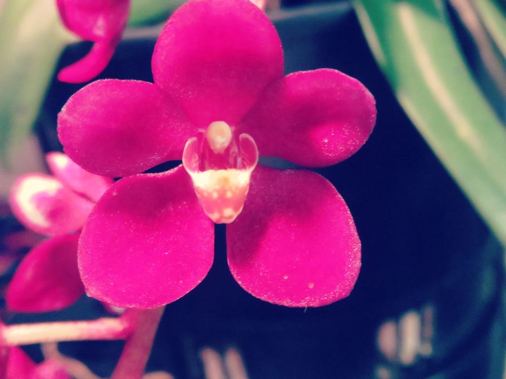 Sarcochilus Magic - AM/AOC