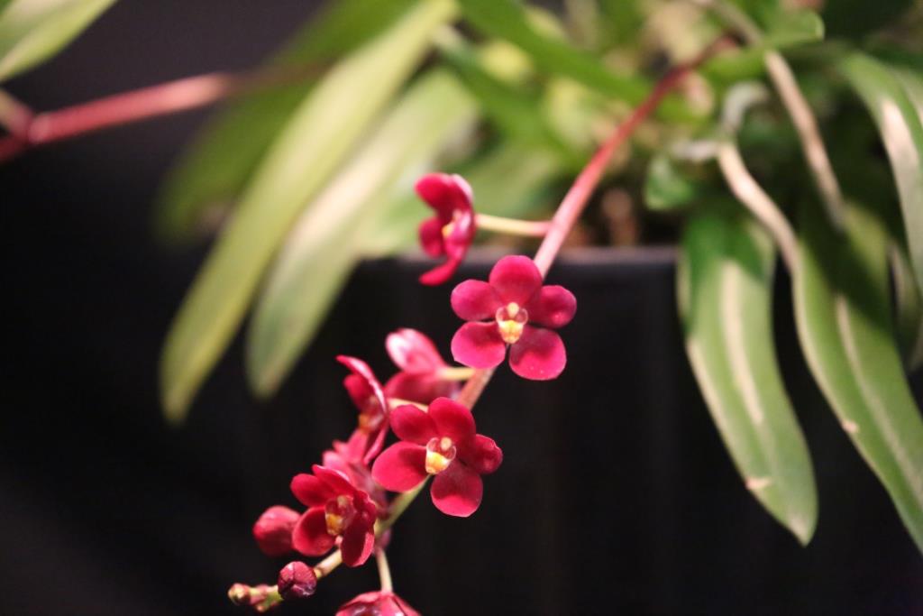 Sarcochilus Magic - photo 2