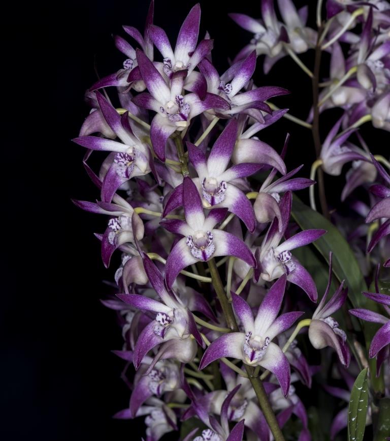 Dendrobium Class - photo 2