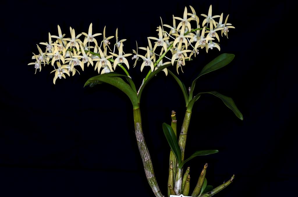 Dendrobium Dingadee - photo 2