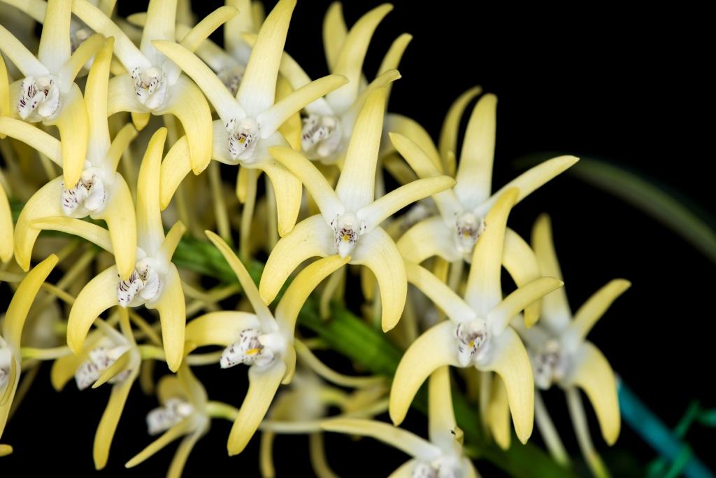 Dendrobium speciosum var. curvicaule