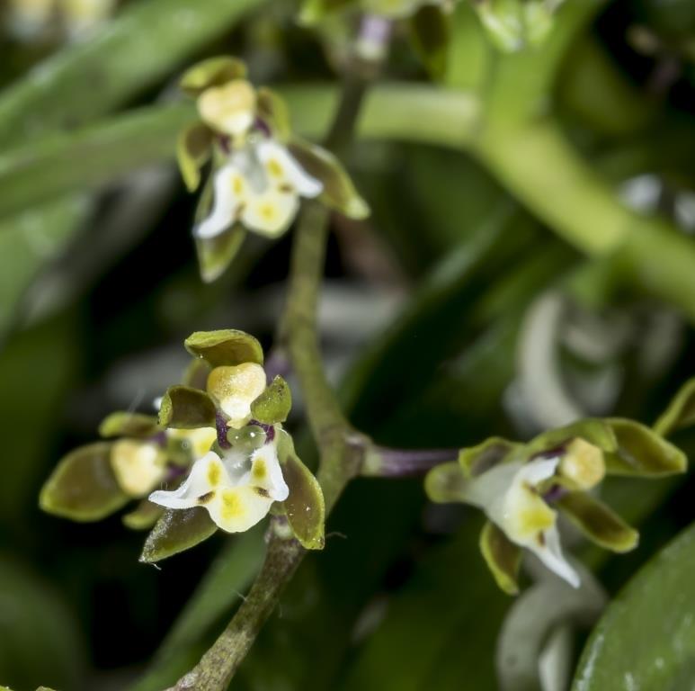 Plectorrhiza tridentata