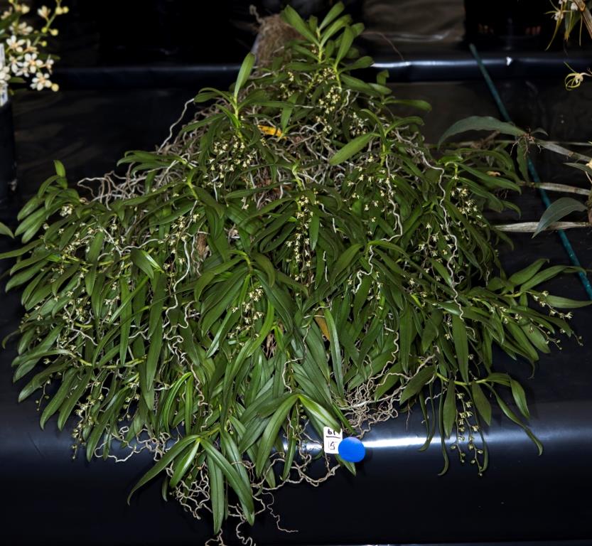 Plectorrhiza tridentata - photo 2