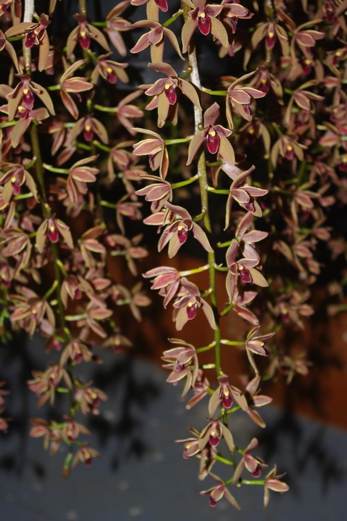 Cymbidium Cricket - photo 2