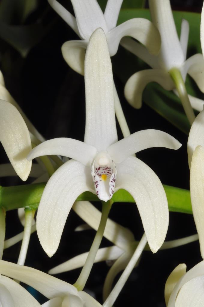 Dendrobium speciosum var. speciosum