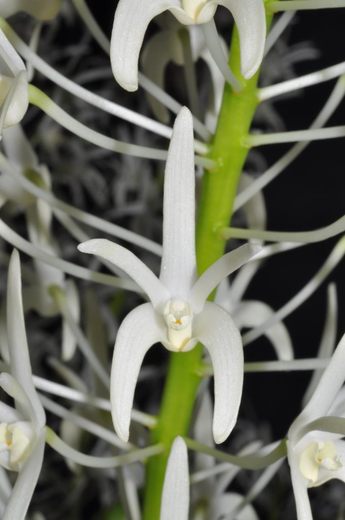 Dendrobium speciosum var. hillii