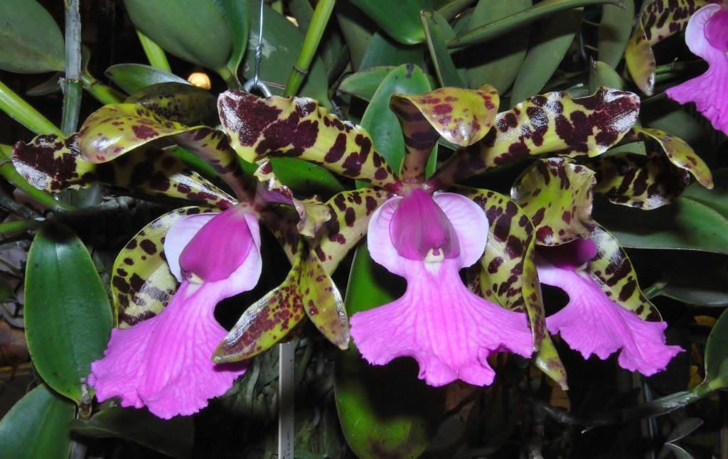 Cattleya aclandiae