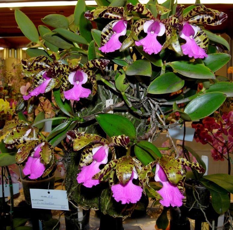 Cattleya aclandiae - photo 2