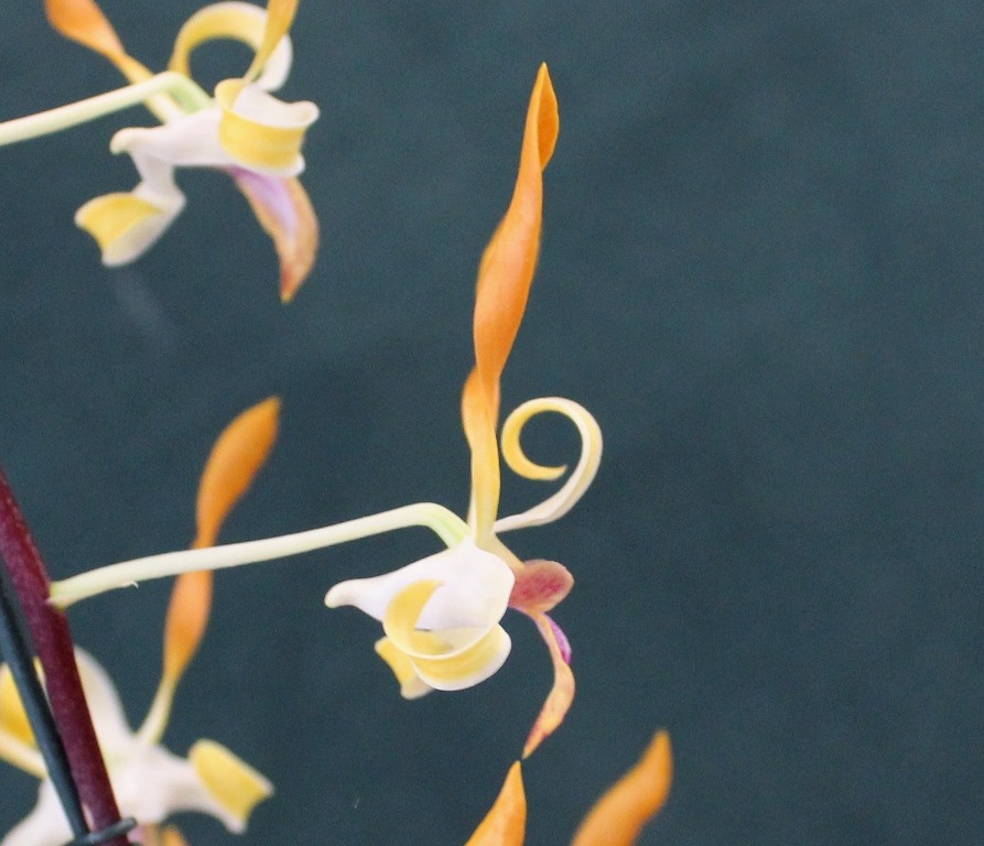 Dendrobium Egret Gold - photo 2