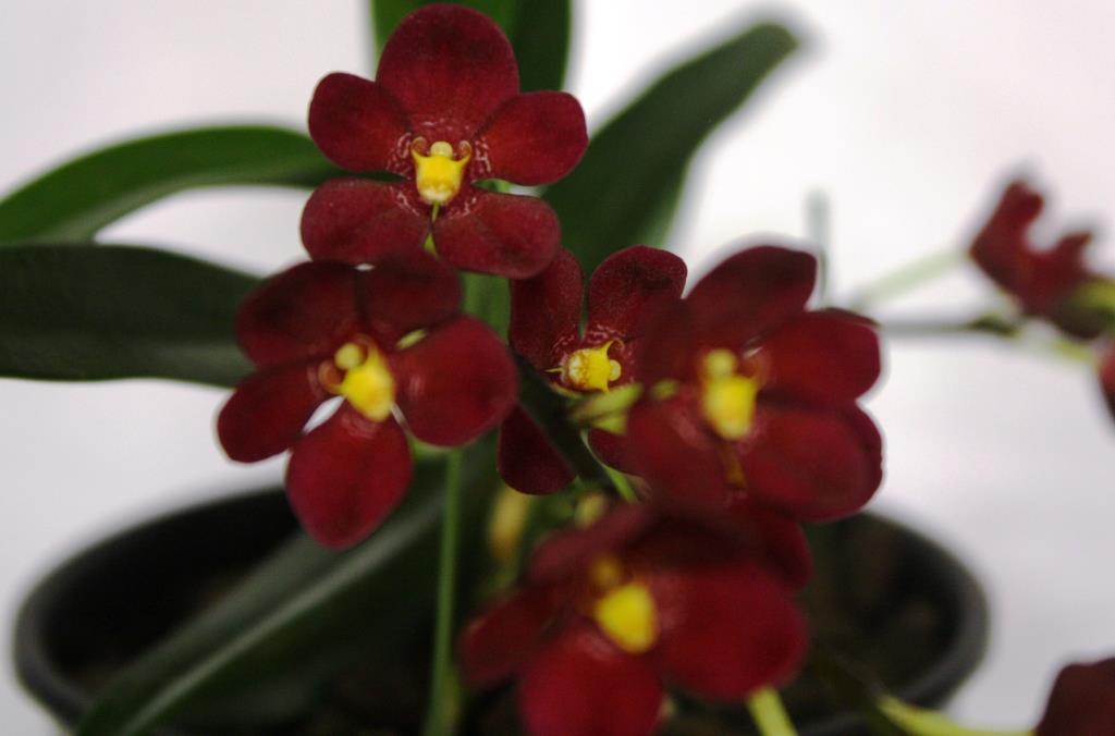 Sarcochilus Rich Kid - photo 2