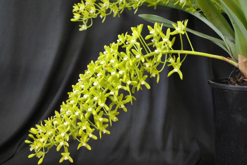 Cymbidium canaliculatum