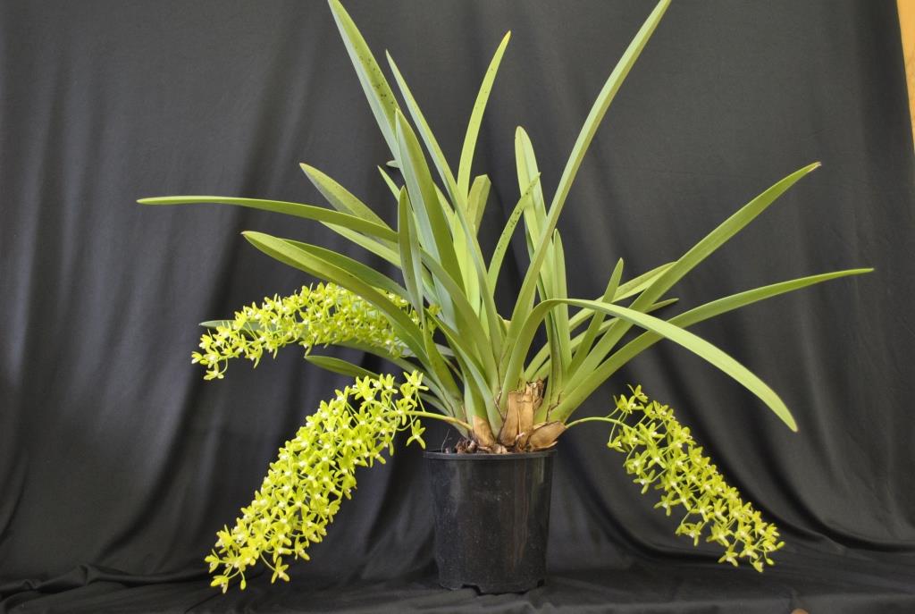 Cymbidium canaliculatum - photo 2