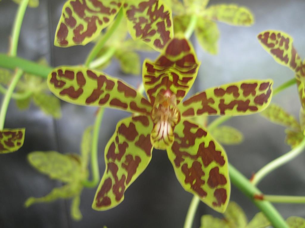 Grammatophyllum scriptum - HCC/AOC