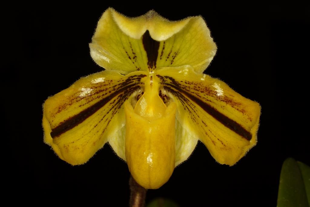 Paphiopedilum druryi - AM/AOC