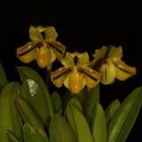 Paphiopedilum druryi - photo 2