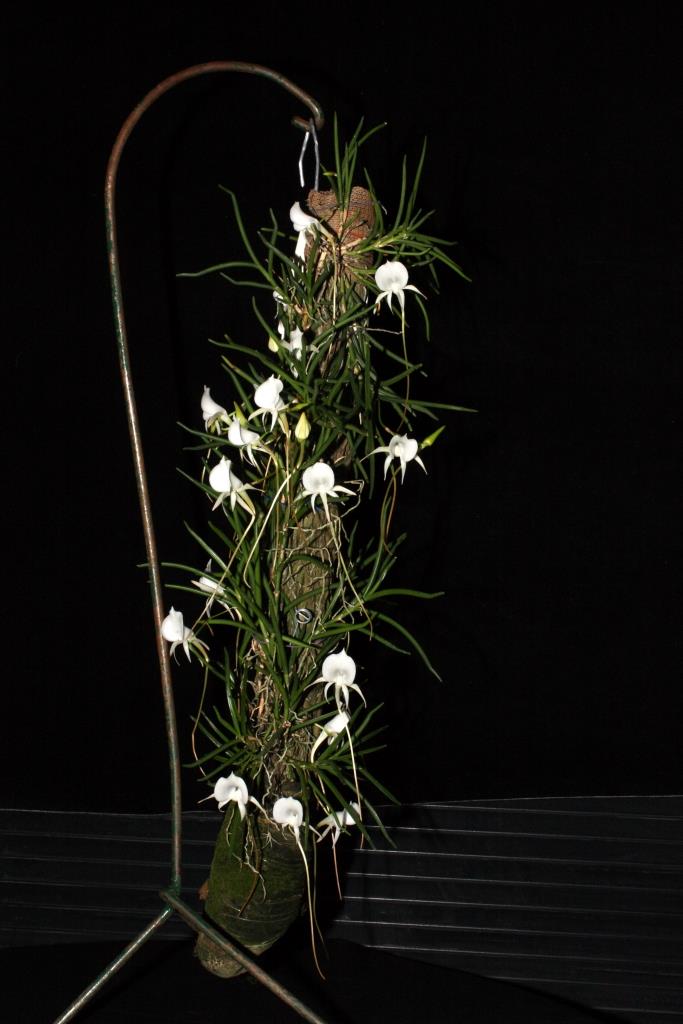 Angraecum scottianum - AM/AOC