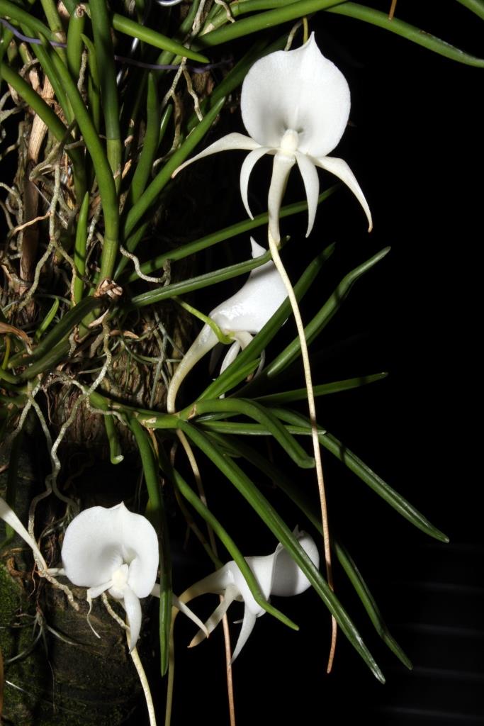 Angraecum scottianum