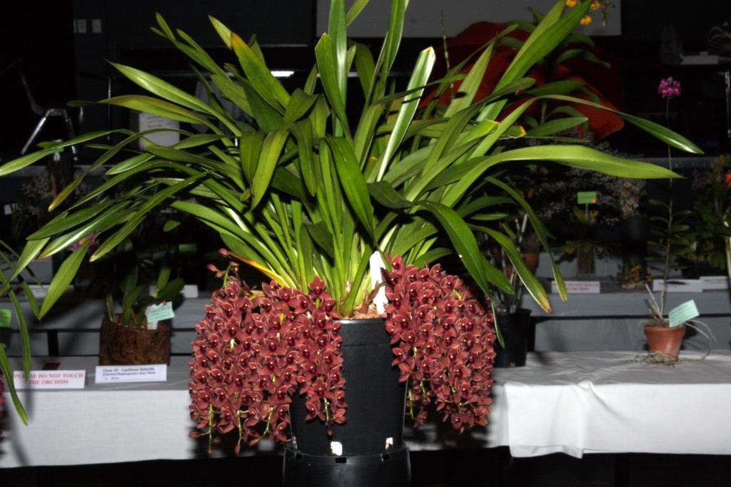 Cym Dorothy Stocksill