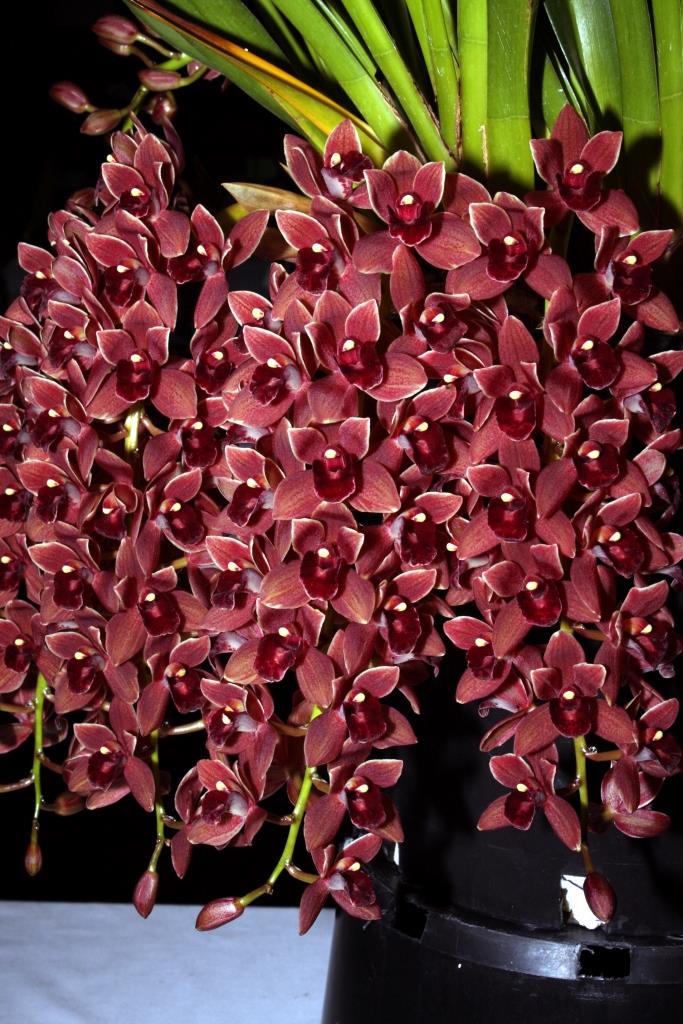 Cymbidium Dorothy Stocksill - photo 2