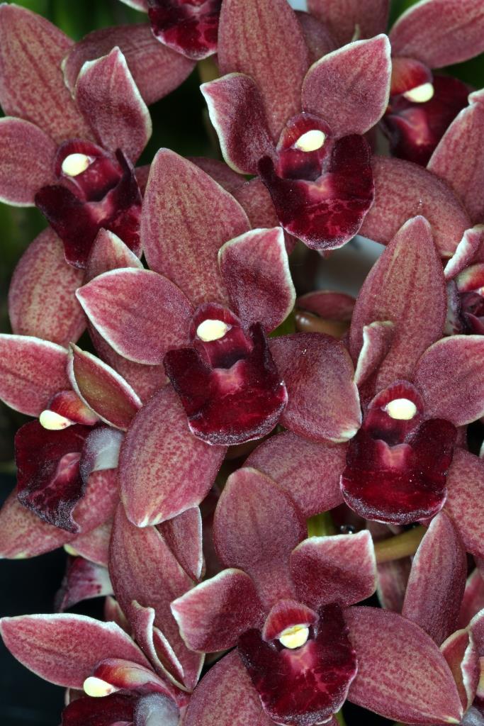 Cym Dorothy Stocksill