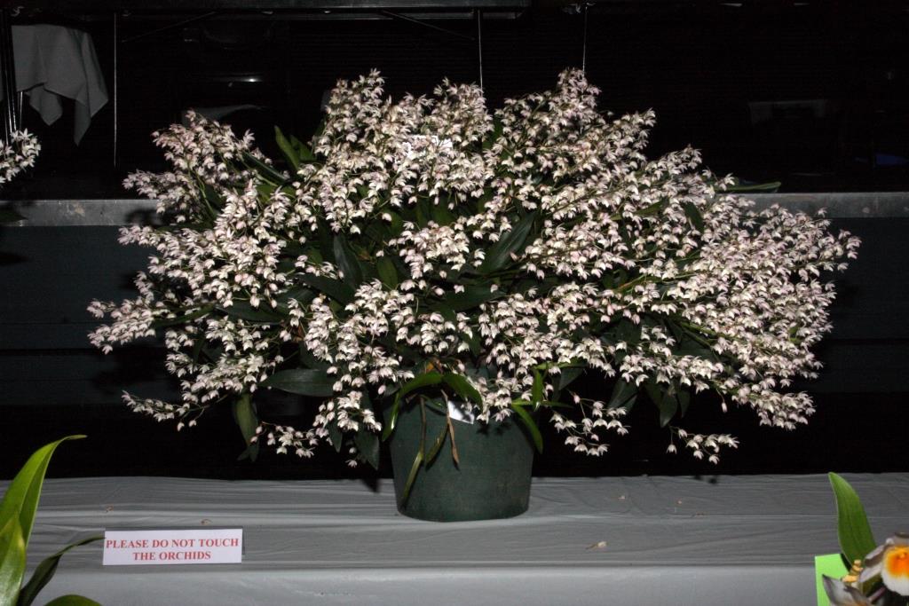 Dendrobium Specio-kingianum