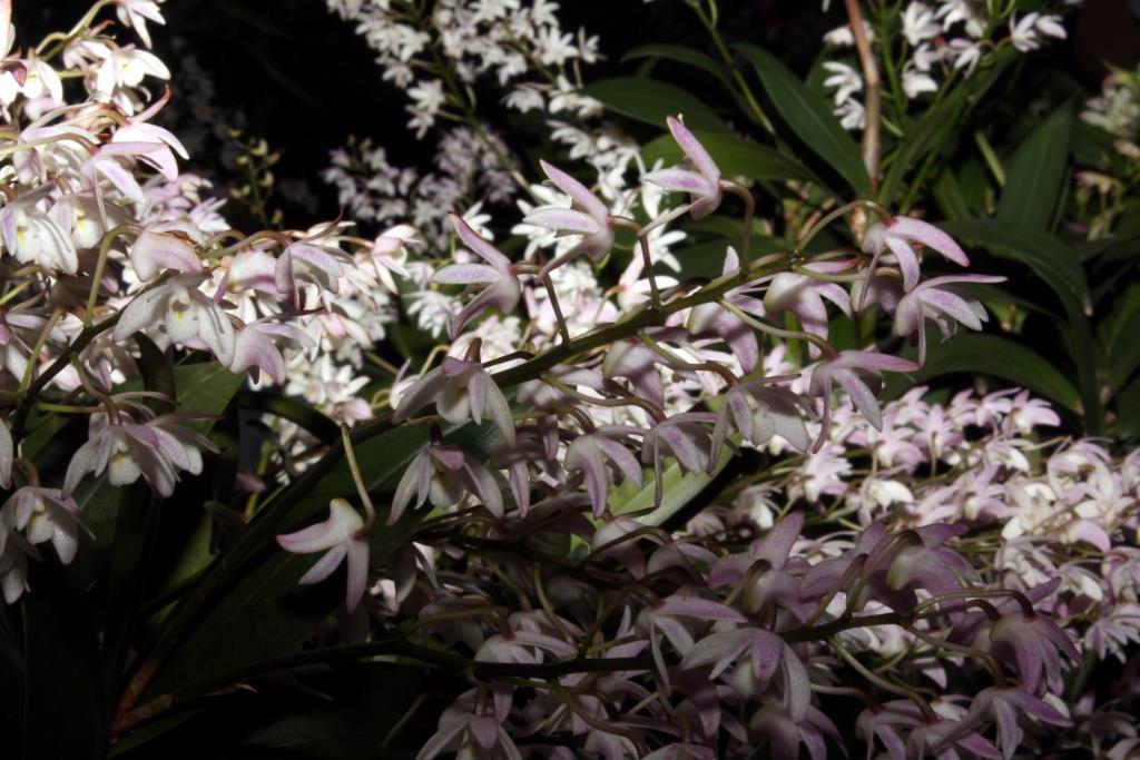 Dendrobium Specio-kingianum - photo 2