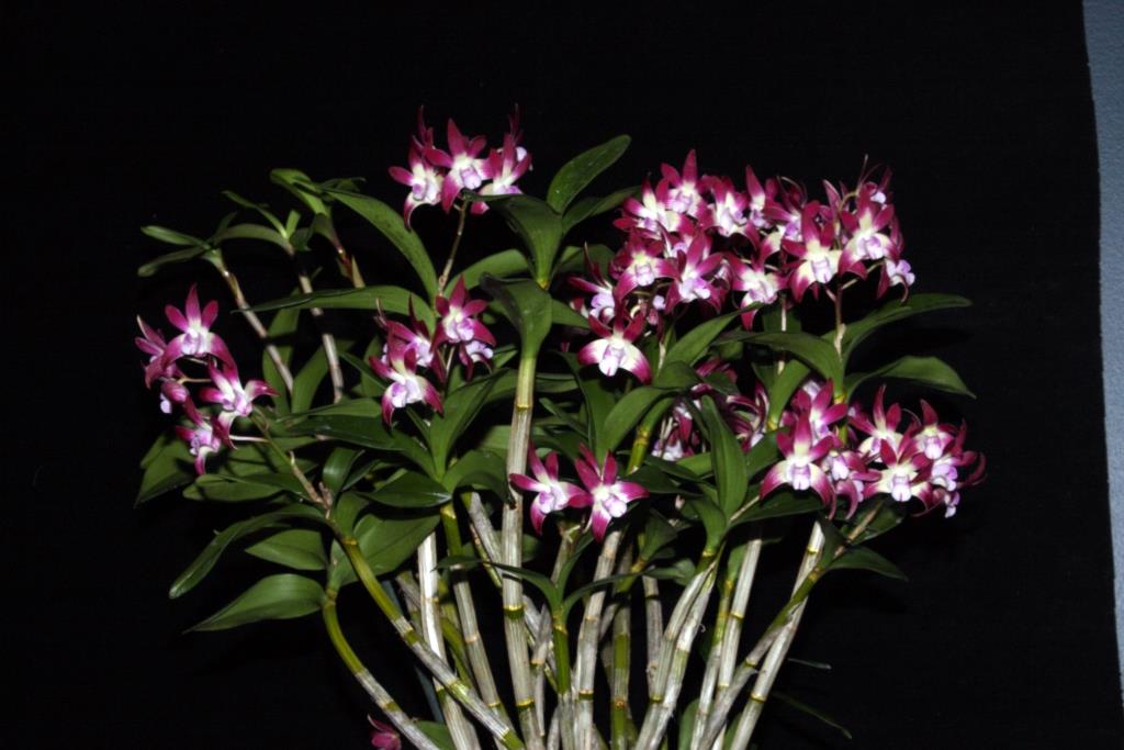 Dendrobium Tosca - photo 2