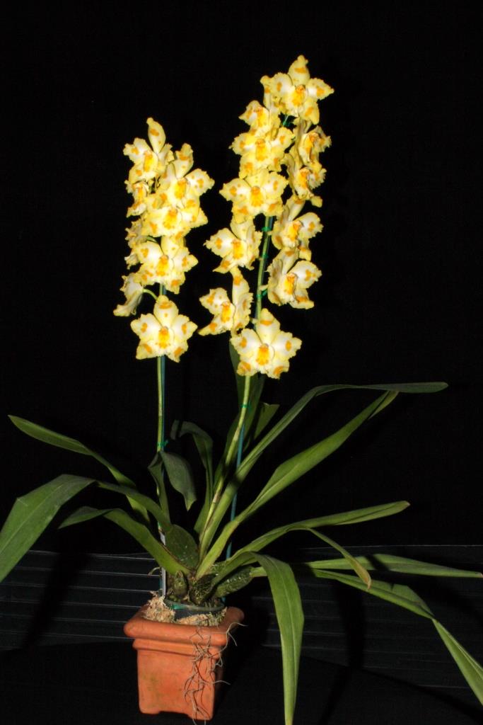 Oncidium La Houge Bie - photo 2