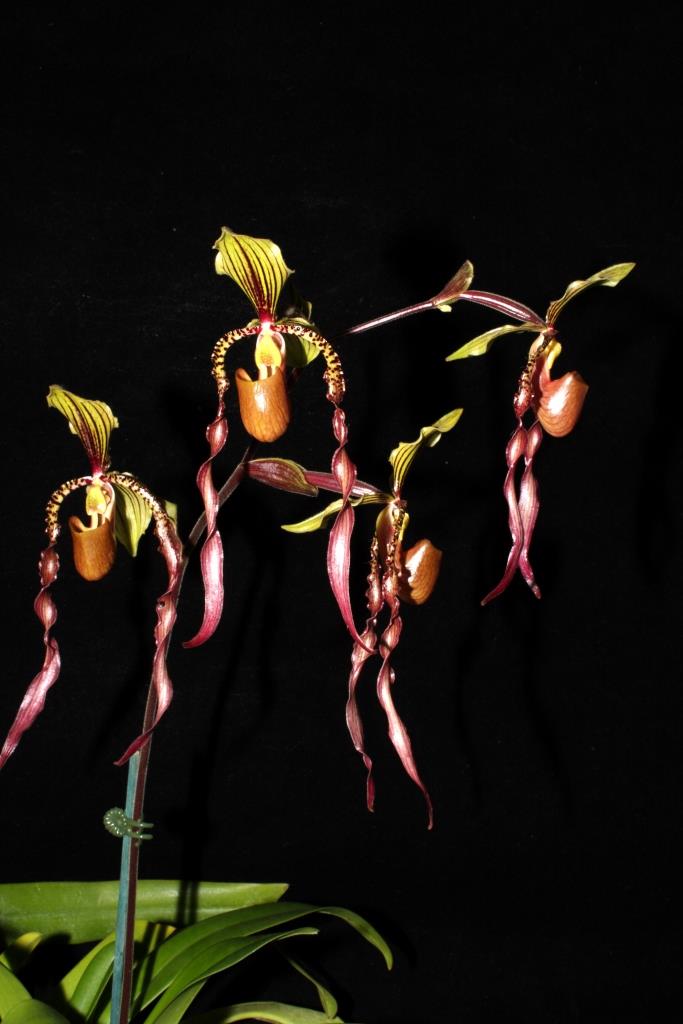 Paphiopedilum Richard Ong - photo 2