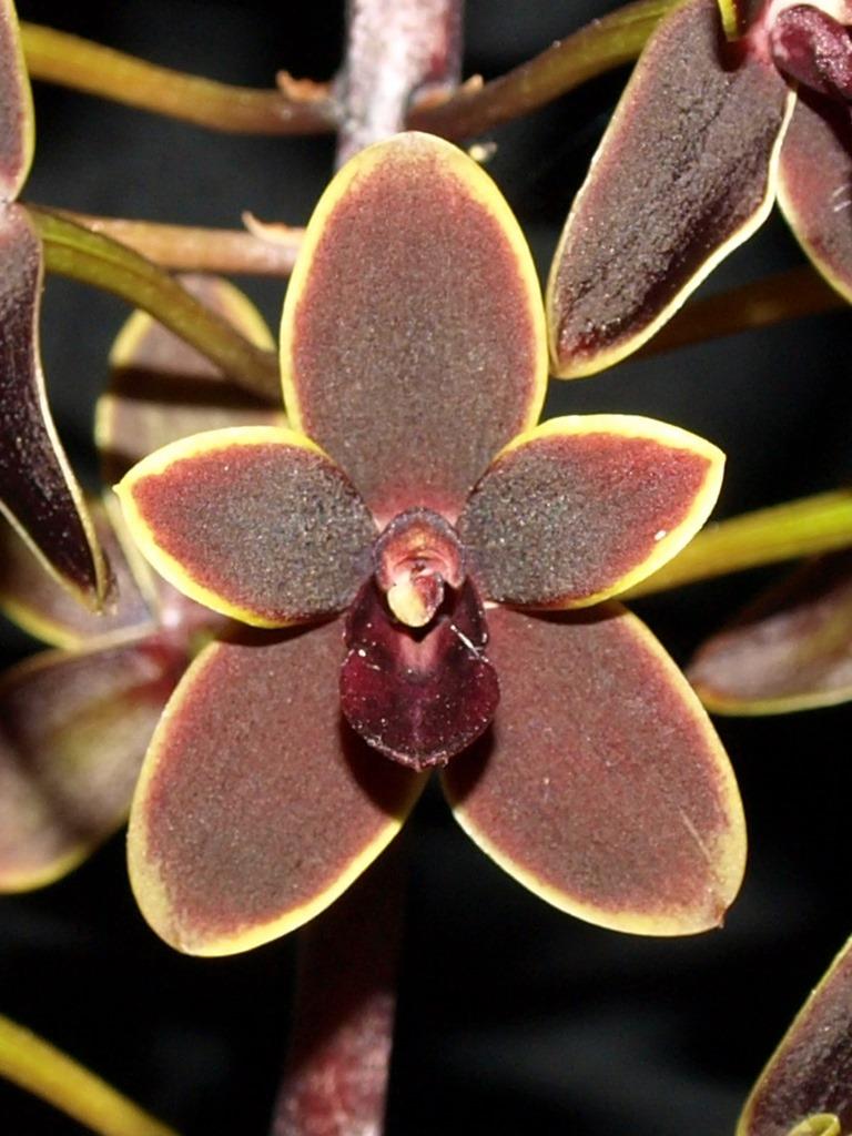 Cymbidium Black Stump - AM/AOC