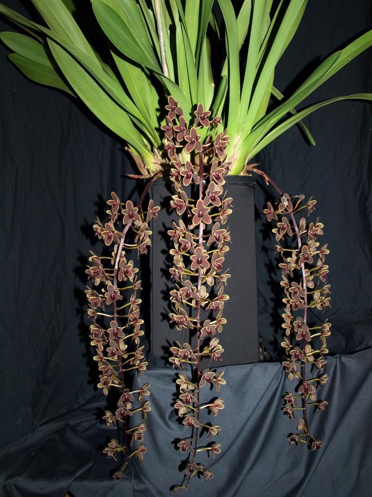 Cymbidium Black Stump - photo 2
