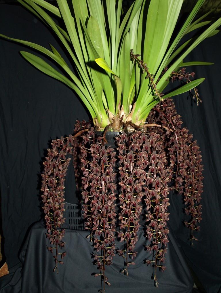 Cymbidium Black Stump - photo 2