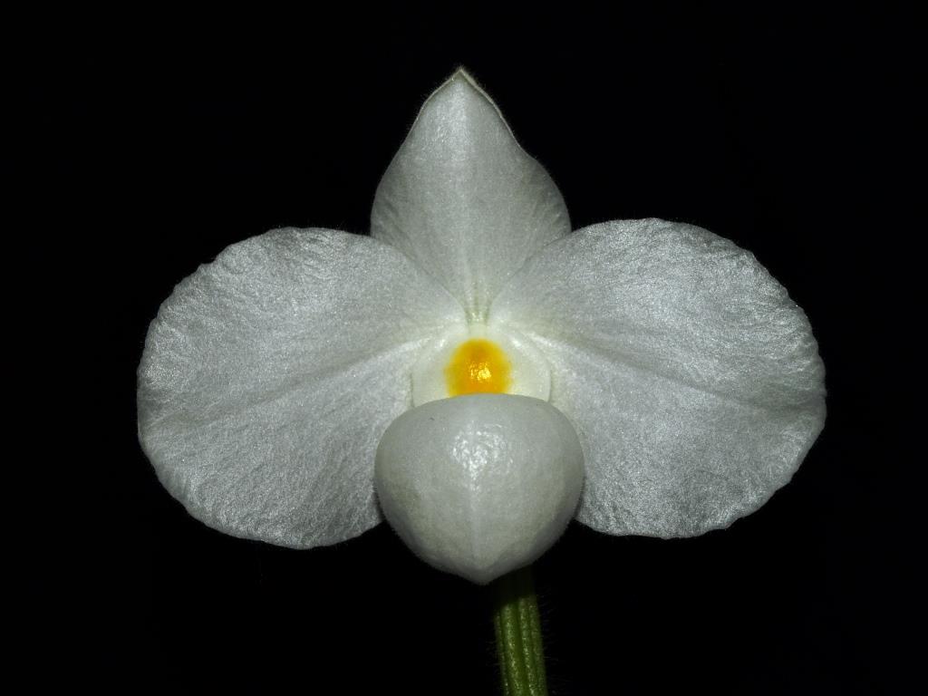 Paphiopedilum delenatii - AM/AOC