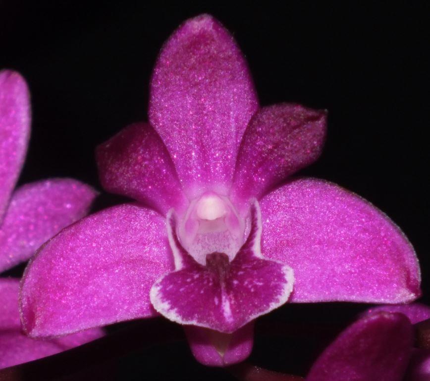 Dendrobium kingianum var. pulcherrimum - AM/AOC