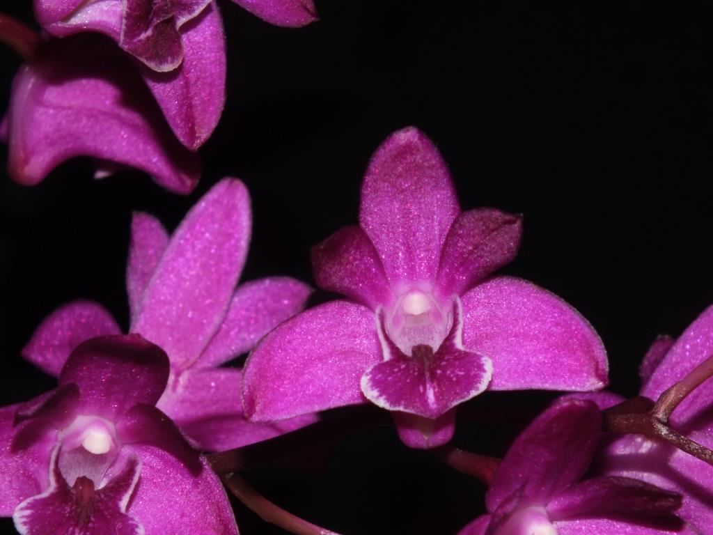 Dendrobium kingianum var. pulcherrimum - photo 2