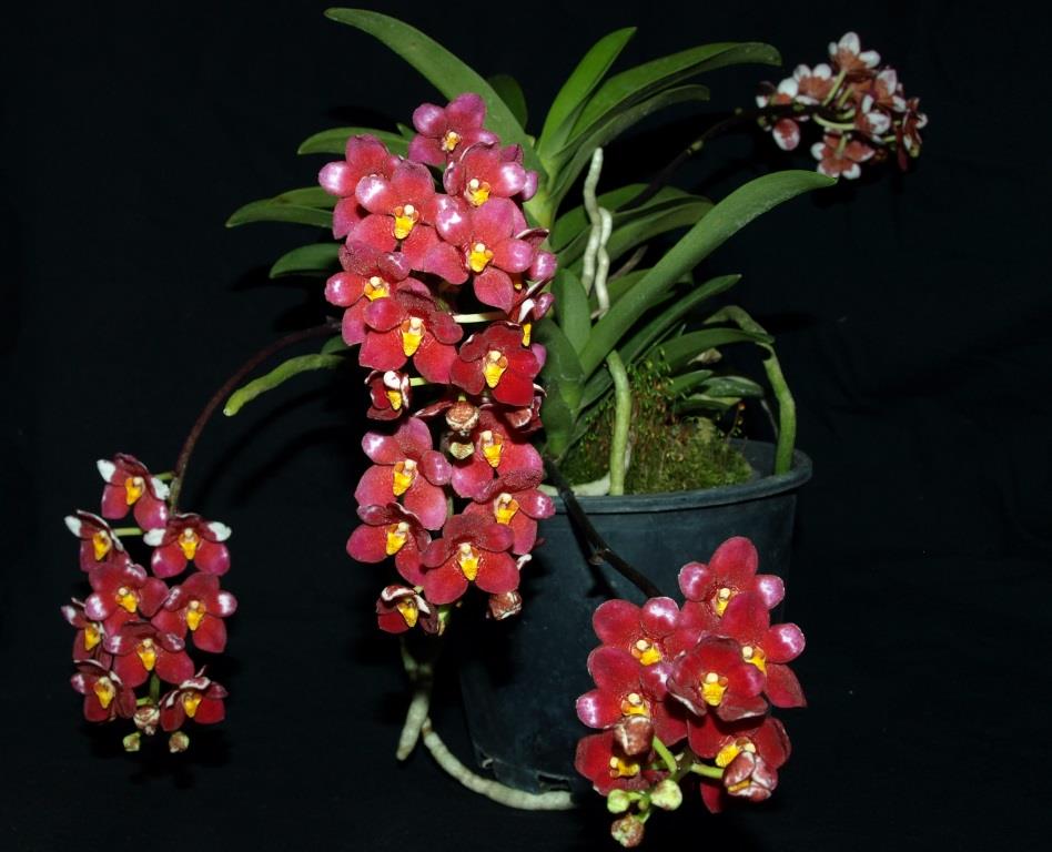 Sarcochilus Allure - photo 2