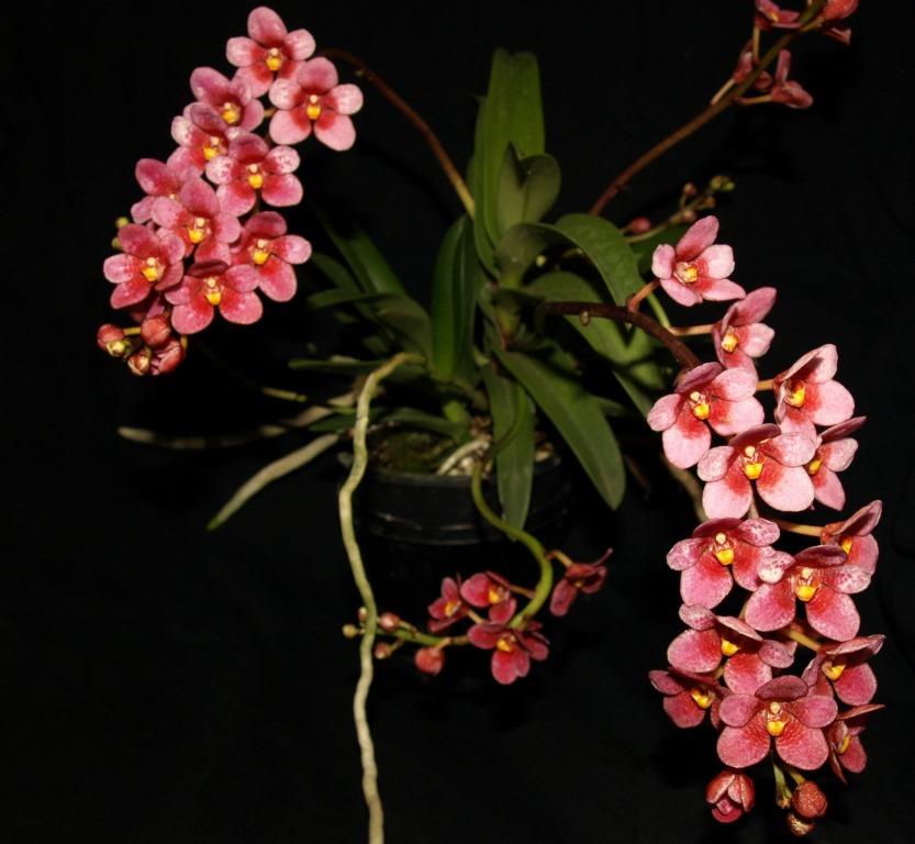Sarcochilus Kulnura Symphony - photo 2