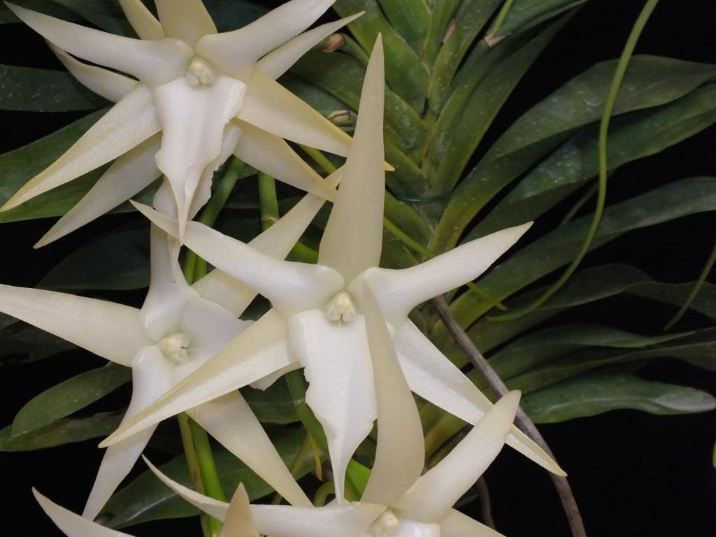 Angraecum sesquipedale