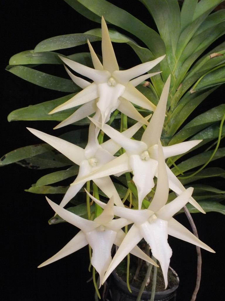 Angraecum sesquipedale var. sesquipedale - photo 2