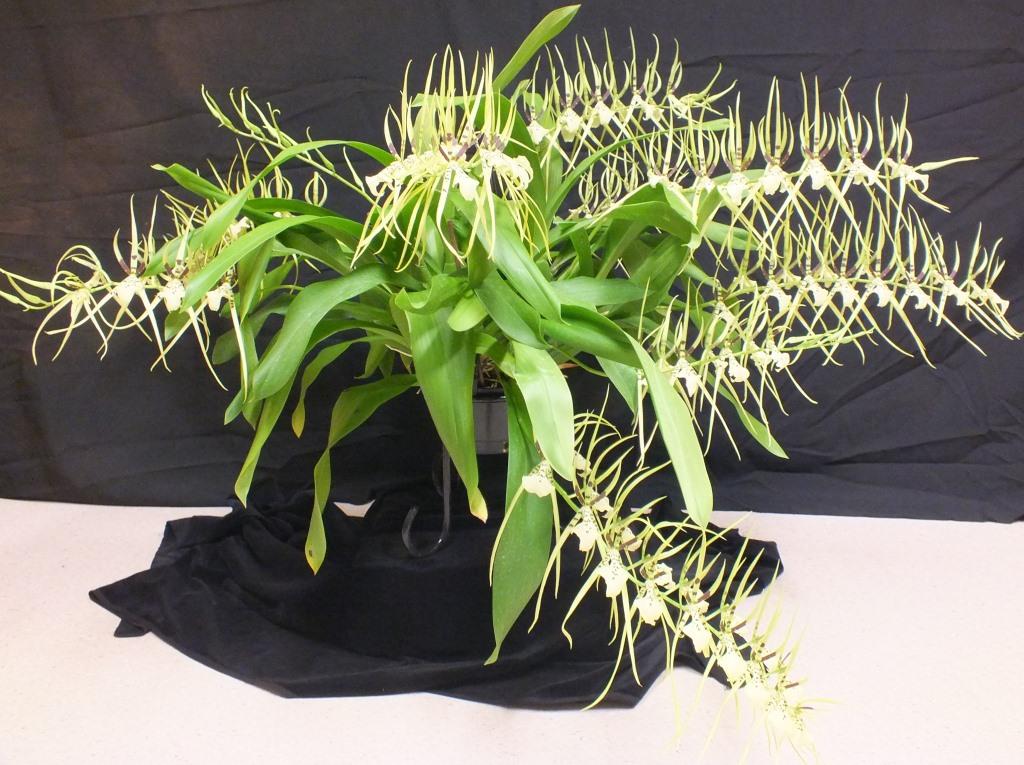 Brassia Rex - photo 2