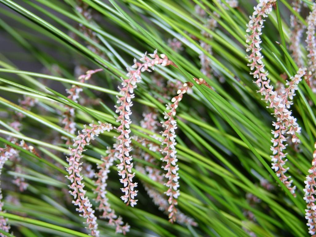 Coelogyne tenella - photo 2