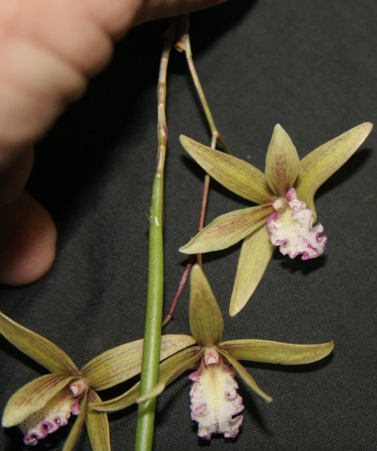Dendrobium Australian Ginger - AM/AOC