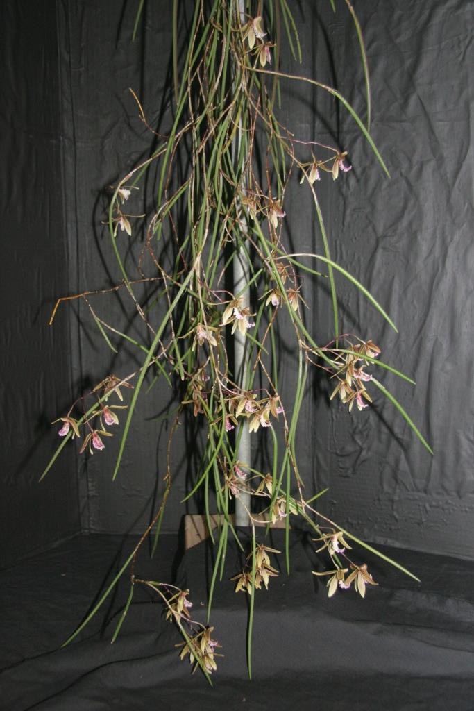 Dendrobium Australian Ginger - photo 2