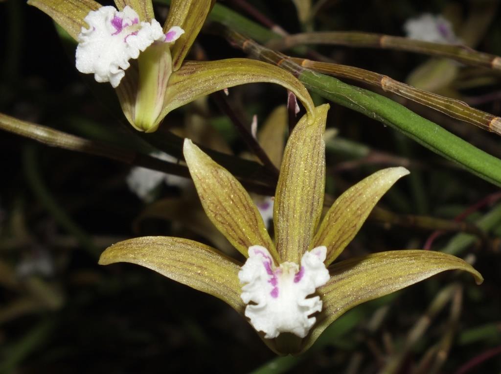 Dendrobium Kalon Byrne-Dimos - AM/AOC