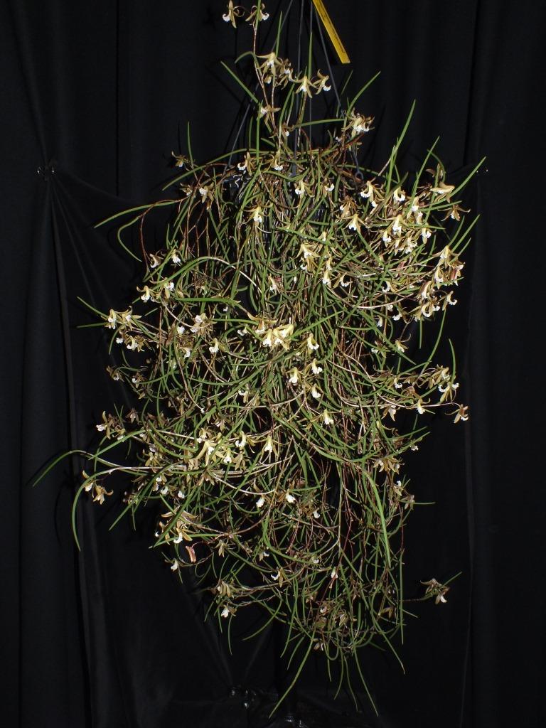 Dendrobium Kalon Byrne-Dimos - photo 2