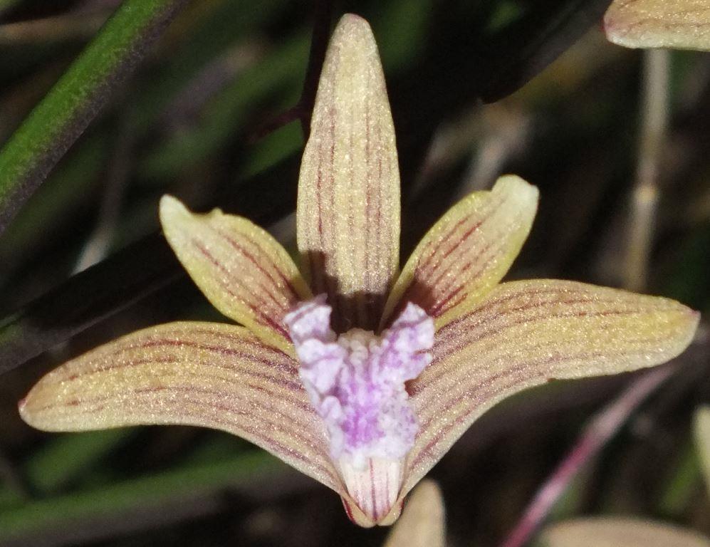 Den Oliver-Jack Freckles