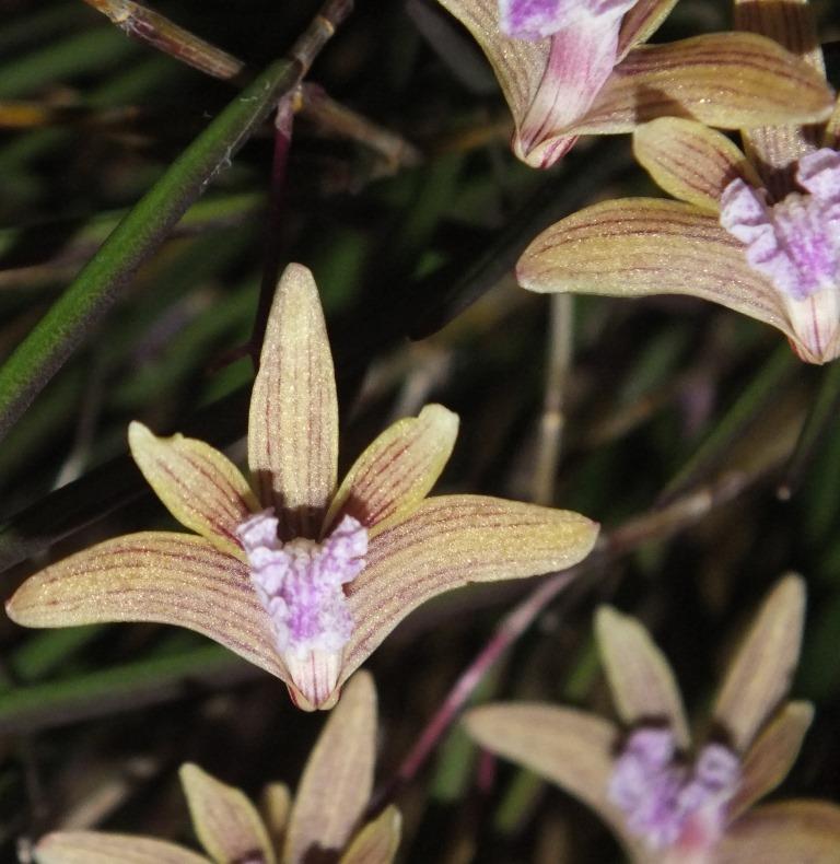 Dendrobium Oliver-Jack Freckles - photo 2