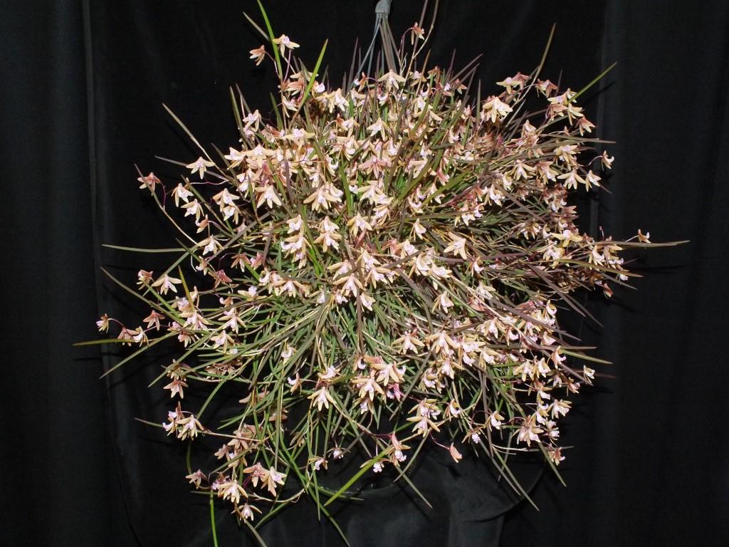 Den Oliver-Jack Freckles